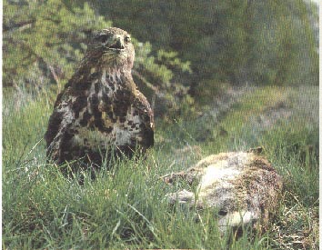 Buse variable
