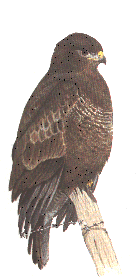 Dessin de Buse variable