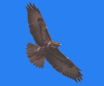 Buse variable en vol