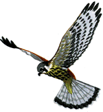 silhouette male