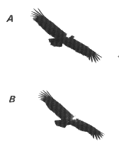 intermédiaire