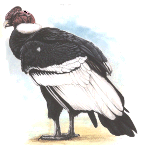 Dessin Condor des Andes