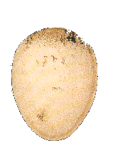 Oeuf de Buse variable