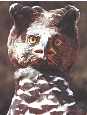 Intimidation