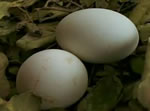 oeufs