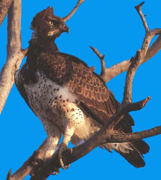 Aigle martial