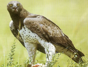 Aigle martial