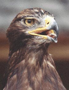 Aigle royal (mcd)