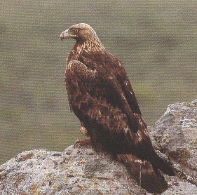 Aigle royal
