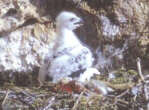 Poussin aigle royal