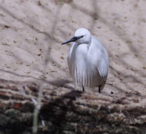 Aigrette garzette (Baie de Somme) MCD