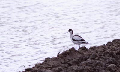 Avocette (Baie de Somme) MCD
