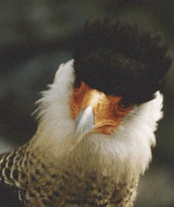 Caracara (mcd)