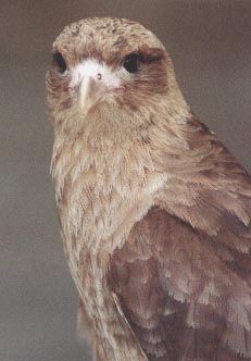 Caracara Chimango (mcd)