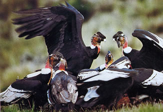 groupe avec mâle dominant