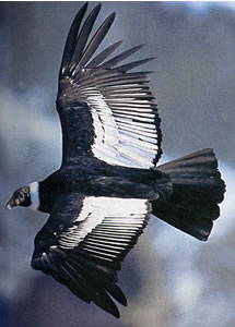 vol de condor