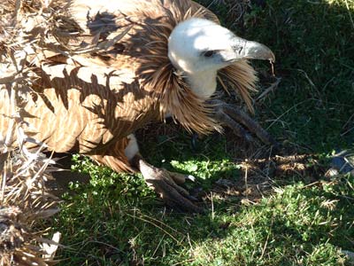 Vautour fauve repu