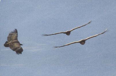 Vol en tandem