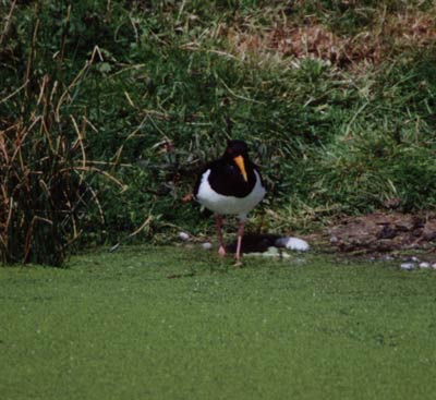 Huitrier pie (Baie de Somme) MCD