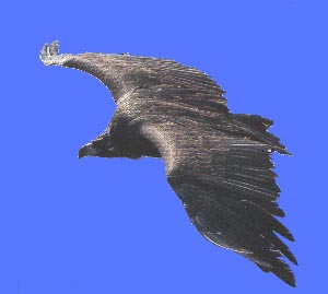 Vautour moine en vol