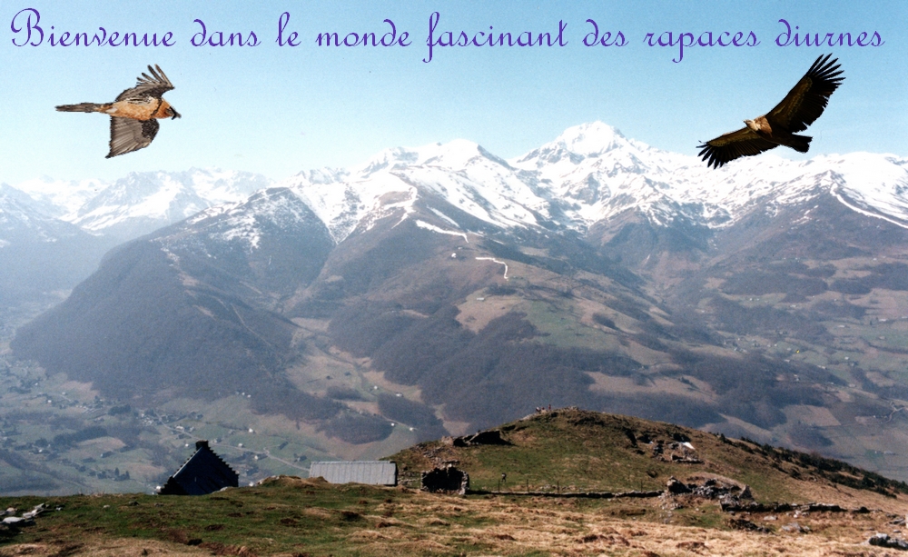Vue des Pyrnes depuis Vielle-Aure (photo de l'auteur du site)