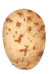 Oeuf d'Aigle