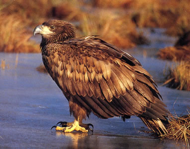 Jeune, immature