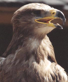 Aigle ravisseur (MCD)