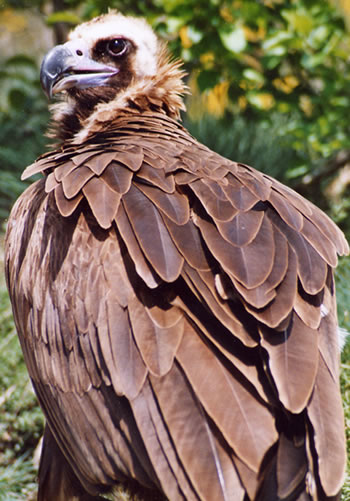 Vautour moine (MCD)