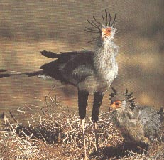 Serpentaire et jeune