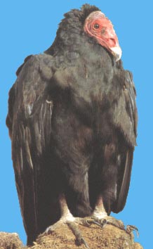 Vautour aura